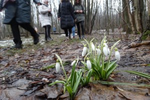 Екскурсія до Холодного Яру на первоцвіти 
